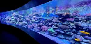 Our spectacular living coral reef