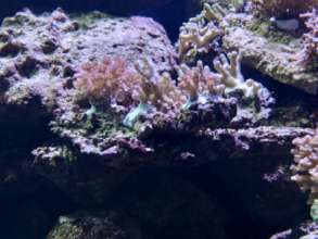The new corals