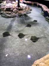 Juvenile rays in our ray pool exhibit