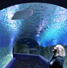 A pelagic ray in the Mediterranean Exhibit