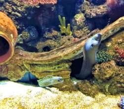 Moray eels at the Israel Aquarium
