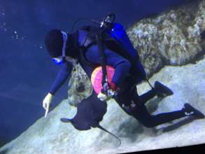 Keeper feeding pelagic ray at the Israel Aquarium