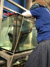 Transferring an eel from quarantine to exhibit