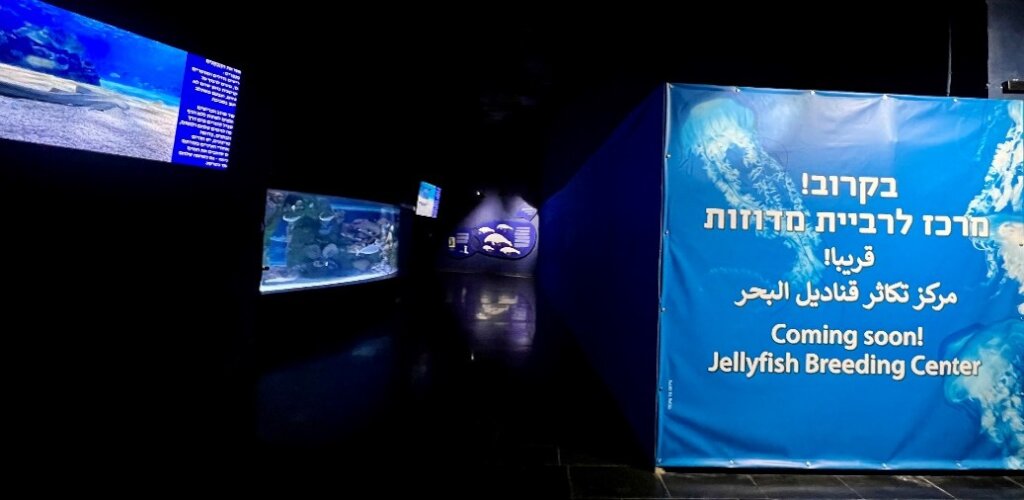 The exhibit is situated within the Red Sea Gallery