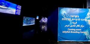 The exhibit is situated within the Red Sea Gallery
