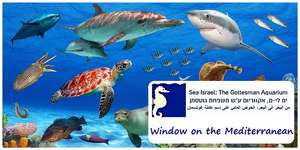 Window on the Mediterranean