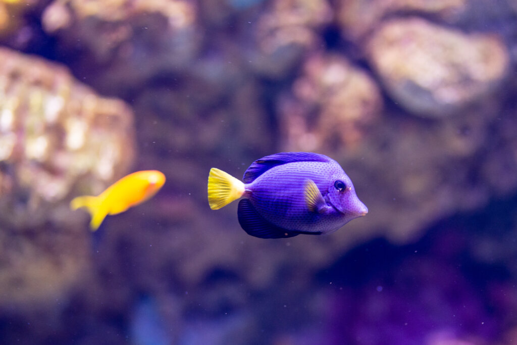 purple tang, Daniel Rahamim