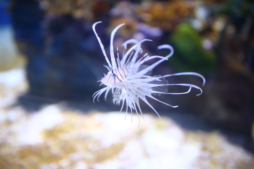 You Can Save Israel's Unique Aquatic Habitats!