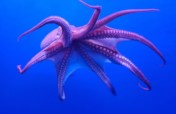 You Can Save Israel's Unique Aquatic Habitats!