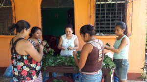 Preparing Greens for Cooking Demonstration