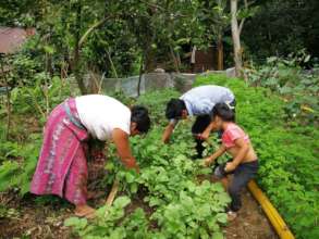 Harvesting Radishes