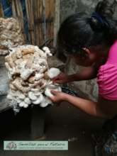 Harvesting Muchrooms