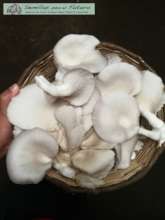 Freshly Harvested Home-Grown Mushrooms