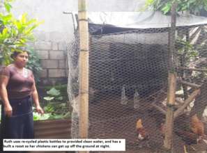 Ruth's chickens enjoying their new coop