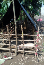 Piggy relaxes in his new home