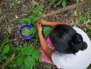 Collecting String Beans