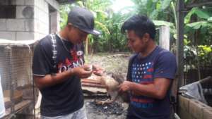 Learning when and how to vaccinate chickens