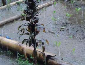 Heavy Rains Drown Seedlings