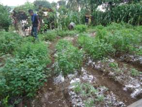 Nutritious greens in staged plantings