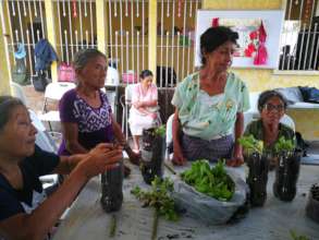 The Planting Crew Sets Seedlings in Containers
