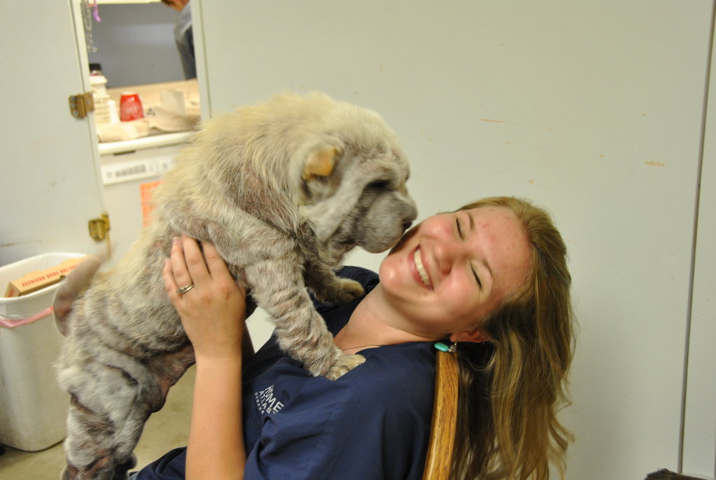 Reports on Home at Last Humane Society's Animal Care Project