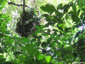 Anti-poaching team discovering a chimpanzee nest