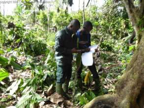 Eco-guards collecting data in Cavally Forest