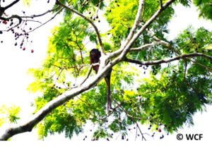 Red Colobus (Procolobus badius) feeding in a tree