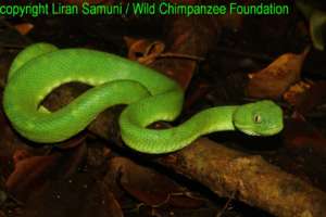 copyright Liran Samuni / WCF, snake in the forest