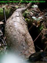 copyright Liran Samuni/WCF, pangolin in the forest