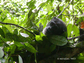 West African chimpanzee must survive