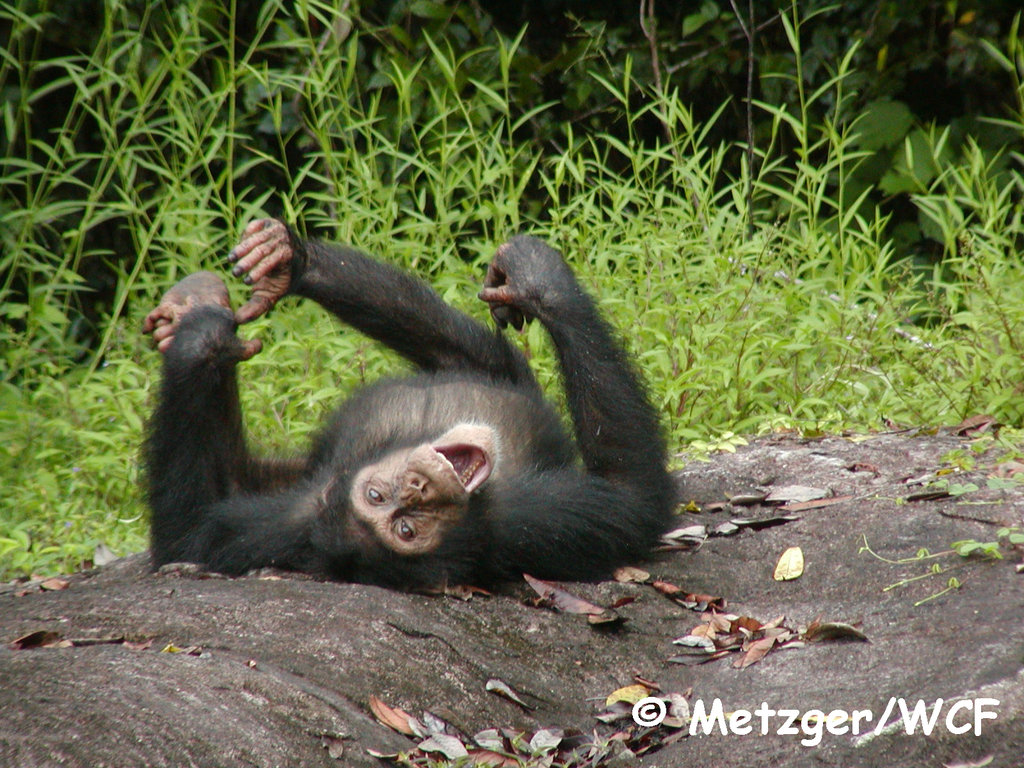 Save 2000 chimpanzees in West Africa
