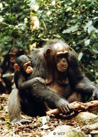 Save 2000 chimpanzees in West Africa