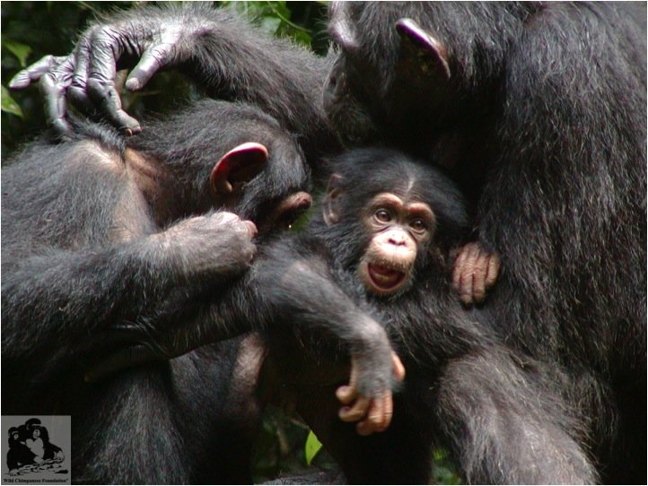 Save 2000 chimpanzees in West Africa