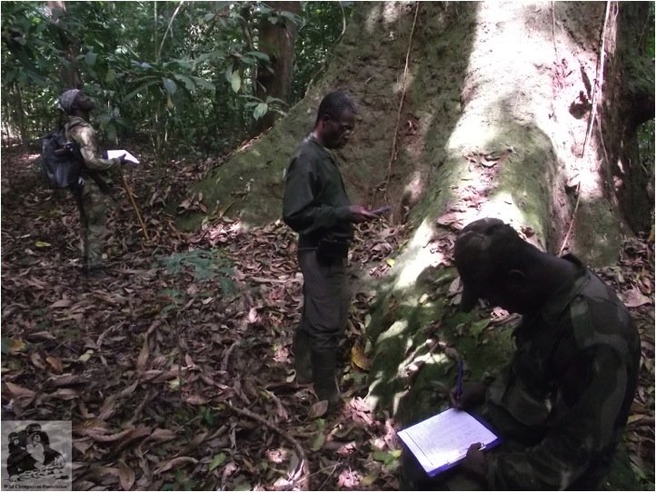 Save 2000 chimpanzees in West Africa