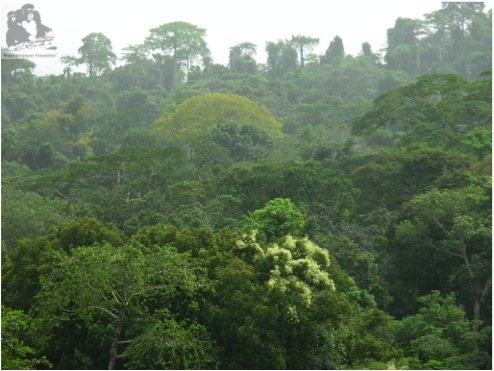 Save 2000 chimpanzees in West Africa