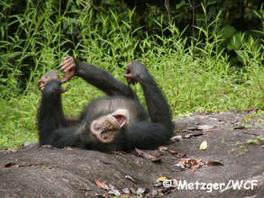 Tai chimpanzee