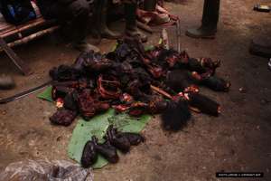 Endangered West African chimpanzee as bushmeat