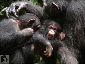 Chimpanzee grooming session