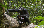 Save 2000 chimpanzees in West Africa