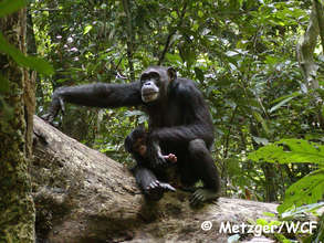 Save 2000 chimpanzees in West Africa