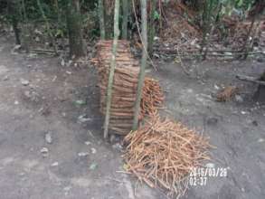 Pile of chewing sticks found in the forest