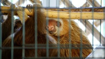 SOCIAL PROJECT AGAINST WILD ANIMAL ABUSE, BOLIVIA