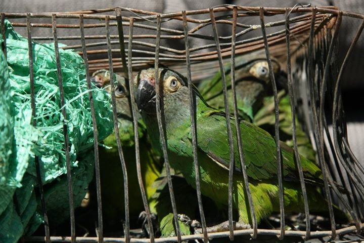 SOCIAL PROJECT AGAINST WILD ANIMAL ABUSE, BOLIVIA