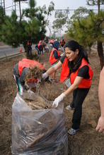 Volunteers cleaning up Trees to the Sea