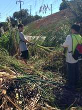 Young volunteers cleaning up around trees