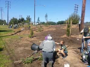 All of the newly planted trees...