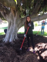 Youth Manager Paloma weeds and mulches tree ring