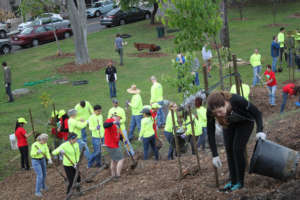 Volunteers plant, mulch and water new trees