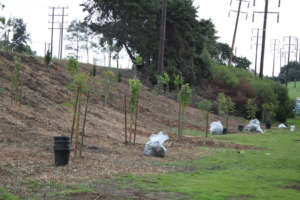 The first look at some of the 70 new trees planted